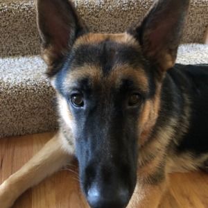 Meet your Posher, Lily